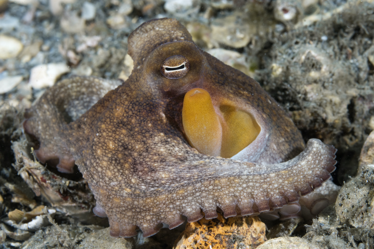 Diving Blue Heron Bridge - A common octopus (Octopus vulgaris) climbing out of its den in the bottom.