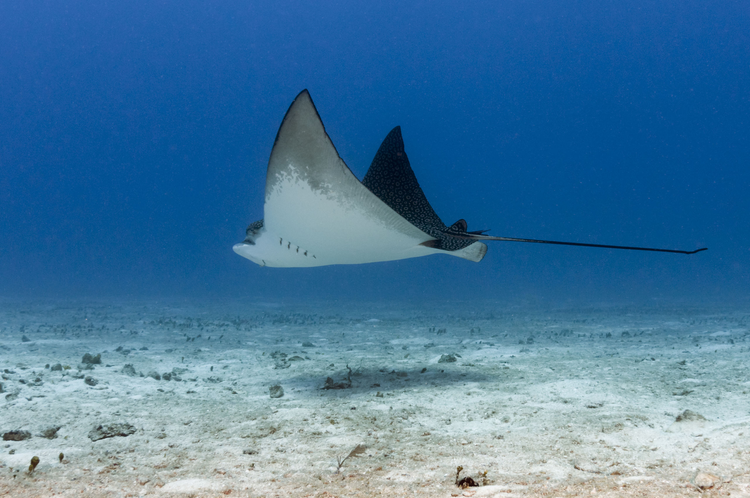 Diving Blue Heron Bridge Eagle Ray