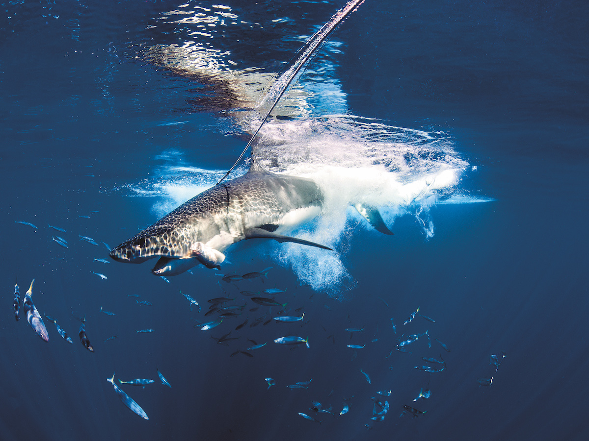 Guadalupe - Great White Shark diving