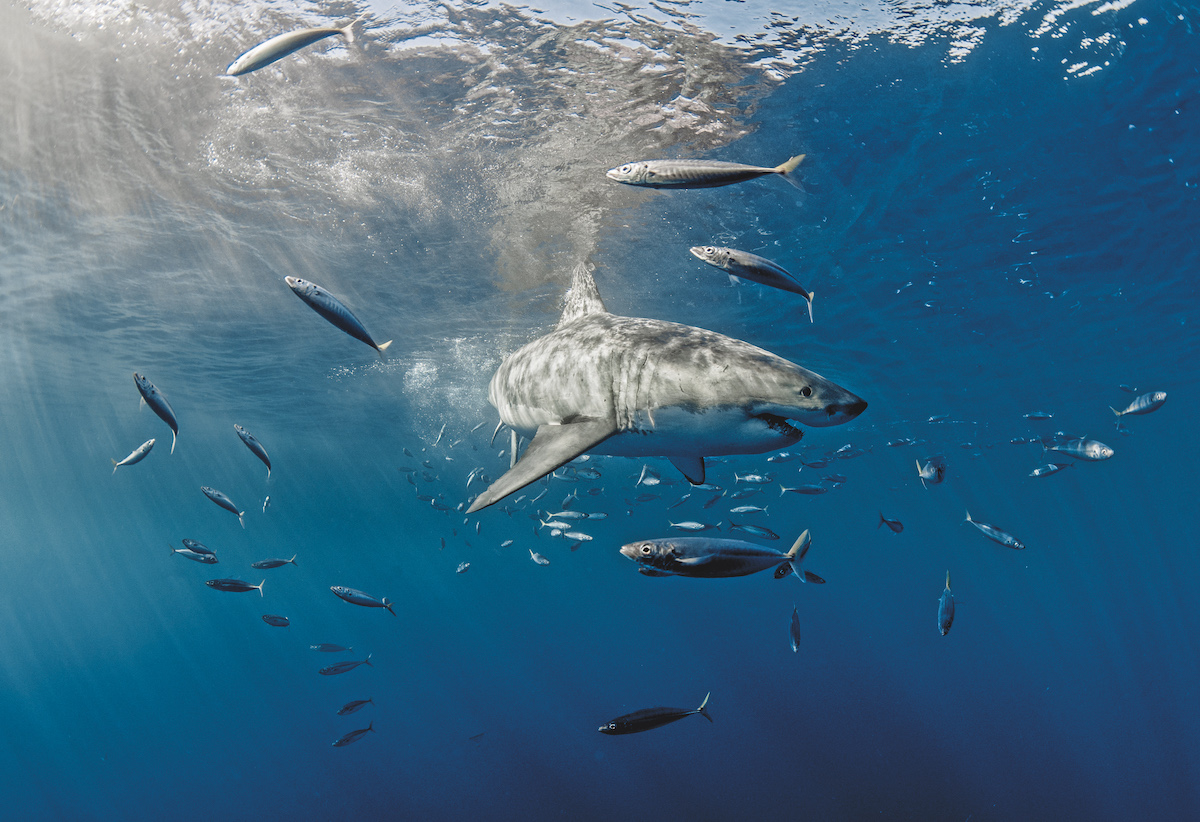 Guadalupe - Diving with Great White Sharks