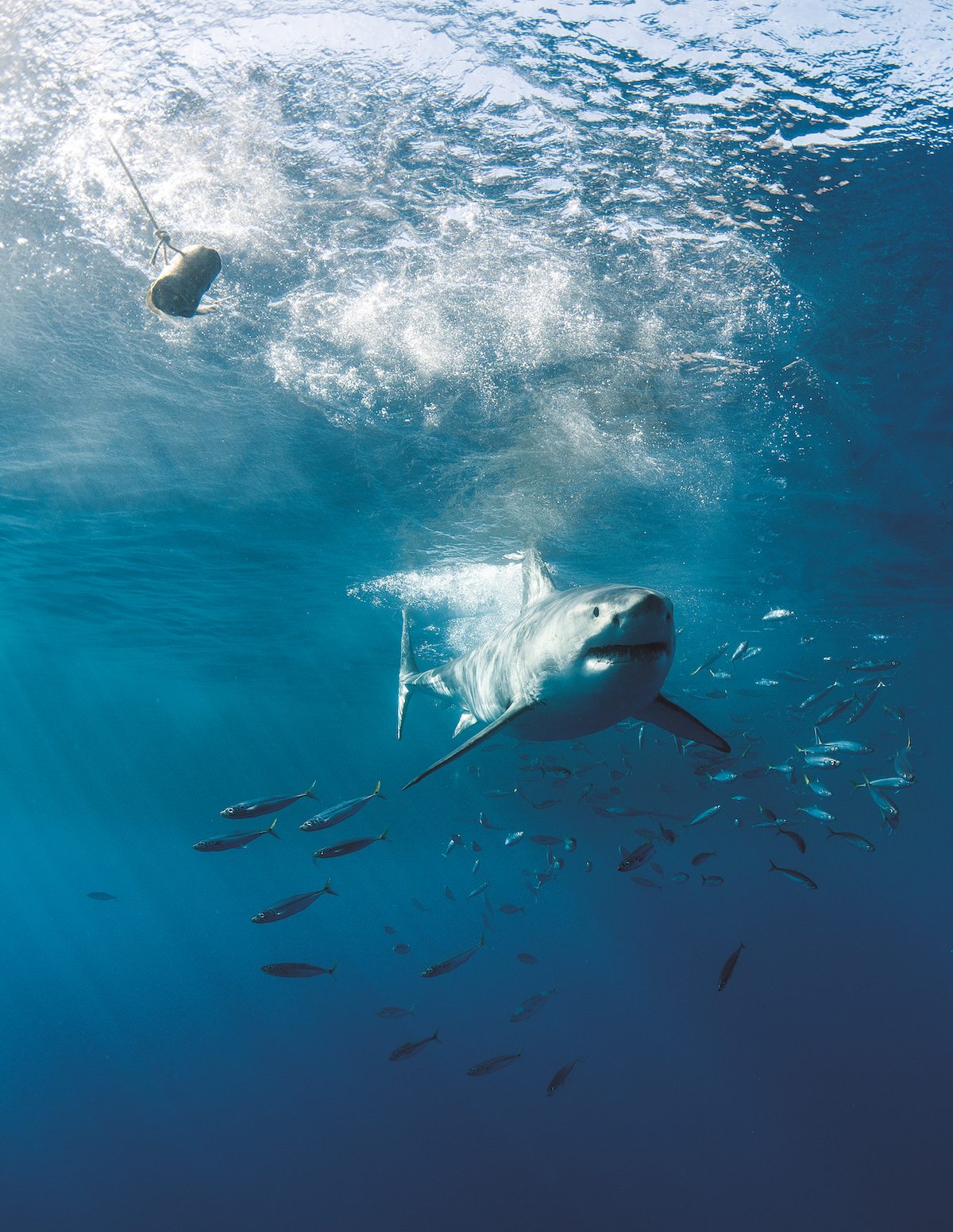 Great white shark at Guadalupe