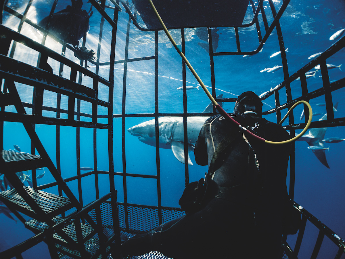 Great white shark cage diving