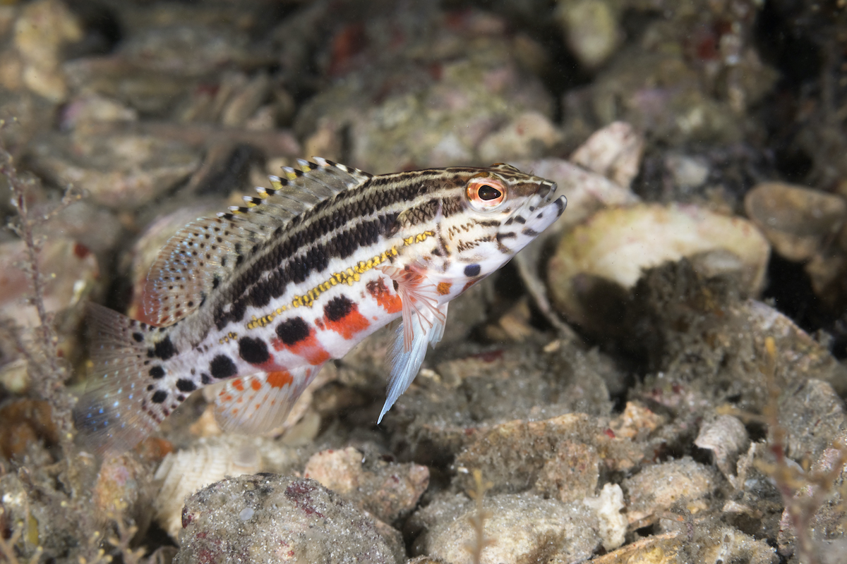 Diving Blue Heron Bridge - A Critter Goldmine! 5 Palm Beach Lantern bass