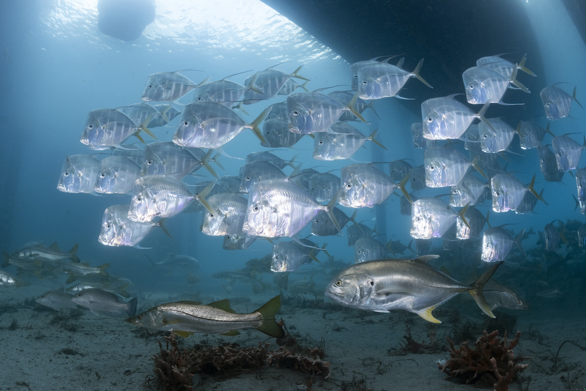 Diving Blue Heron Bridge - School of lookdowns and snook milling around some dock pilings.