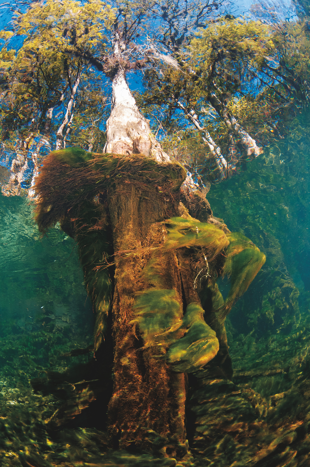 Florida Springs Diving - Manatee Springs