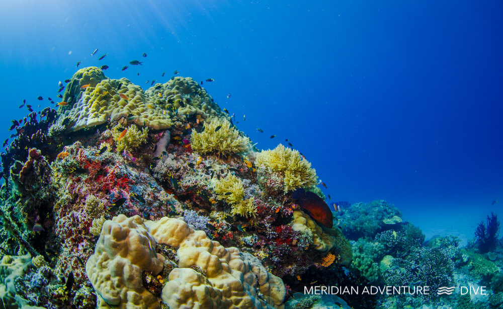 Diving in Raja Ampat - coral reef.