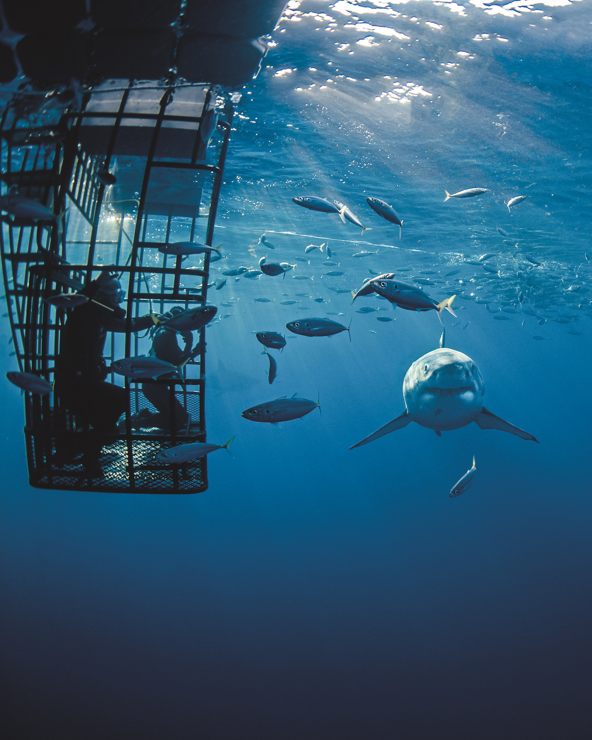 Guadalupe - Cage diving with great white sharks