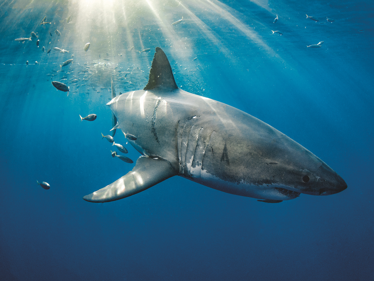 Guadalupe Island - Great White Shark