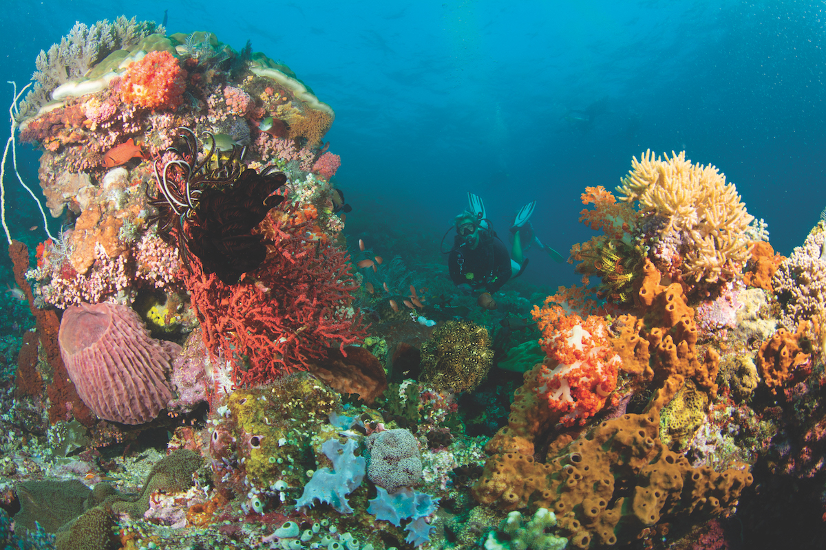 Komodo corals