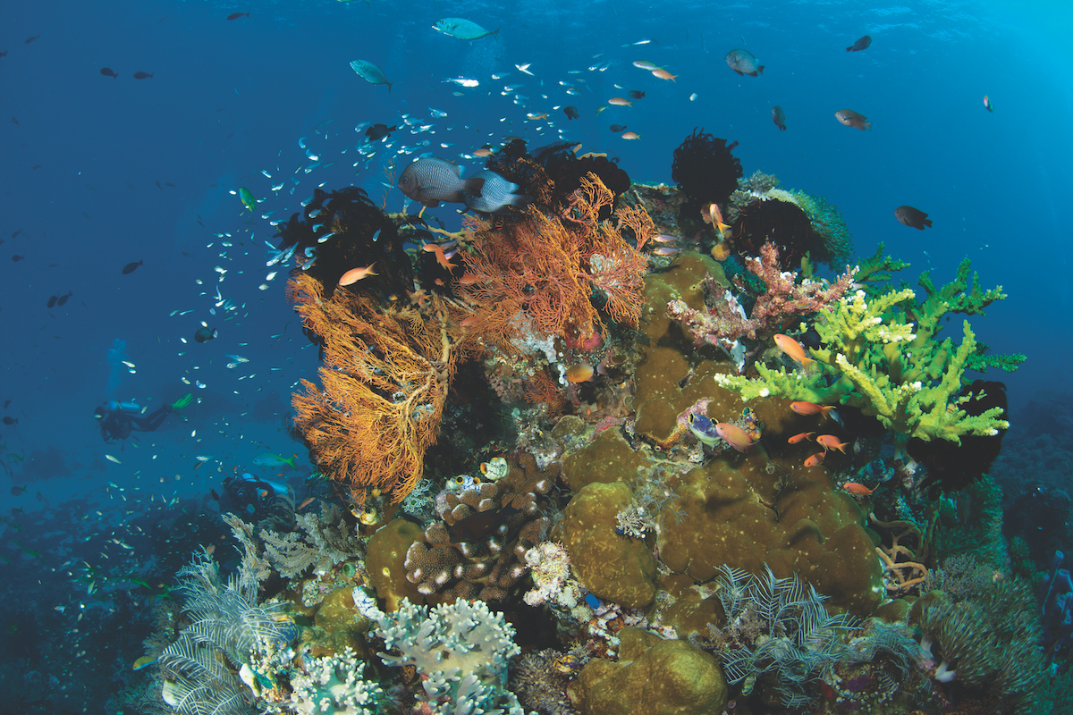 Diving in Komodo - coral