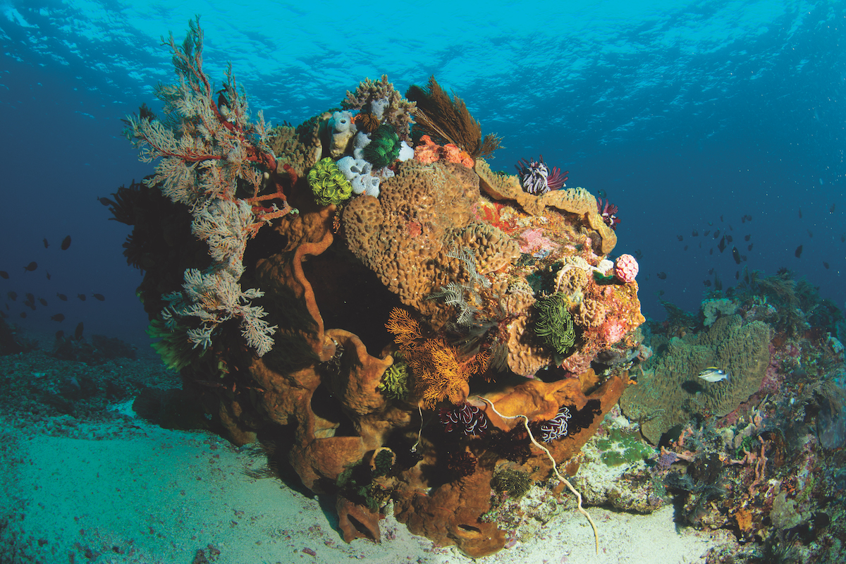 Diving in Komodo Indonesia