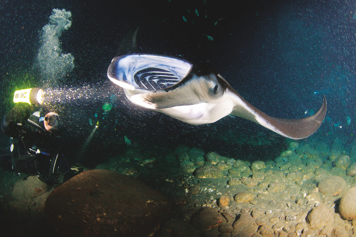 Hawaii scuba diving with mantas