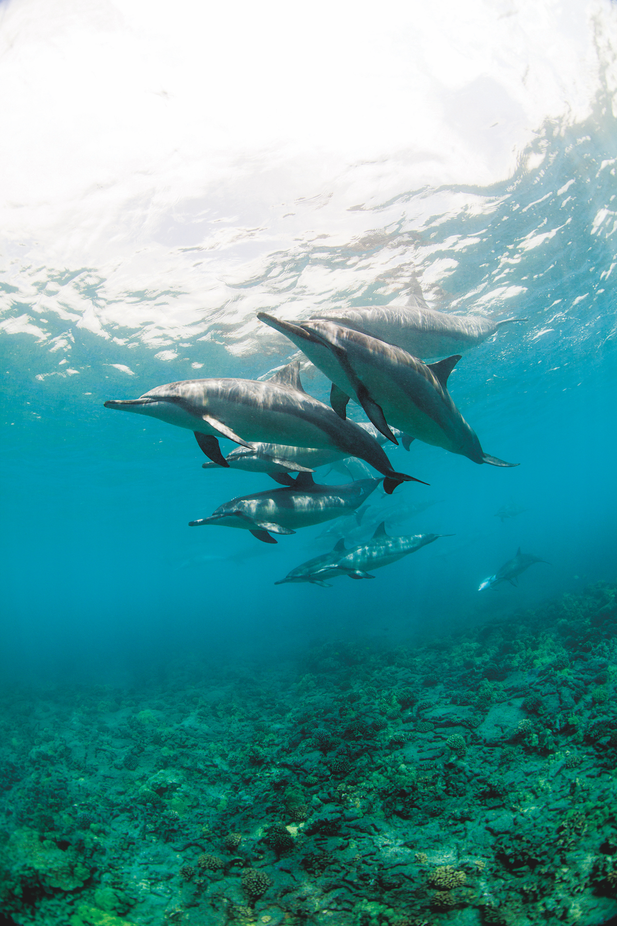 Hawaii scuba diving - Spinner dolphins (Stenella longirostris)