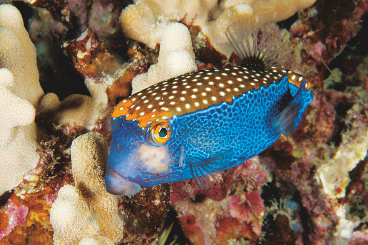 Spotted Boxfish (Ostracion melegris) Bright colored male.