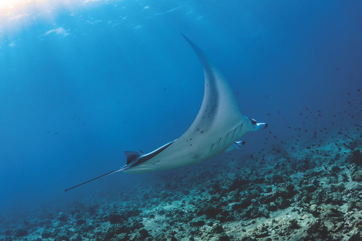 Maldives manta ray