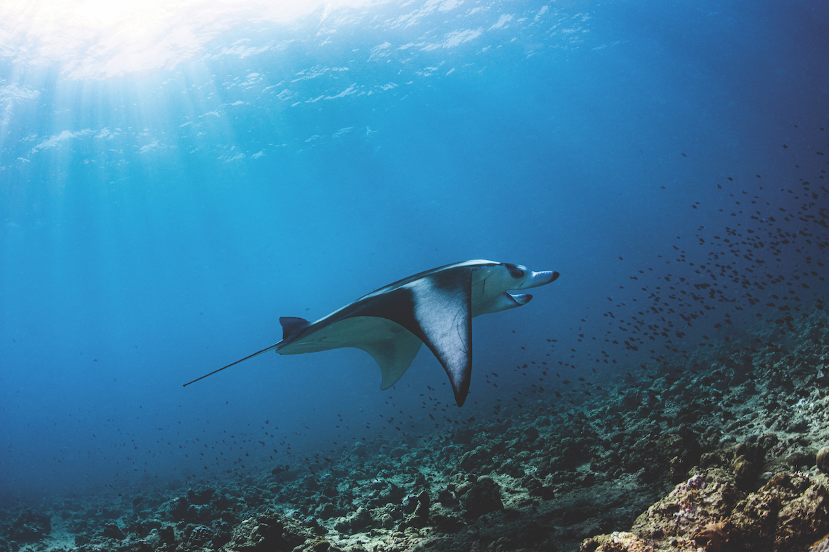 Diving in the Maldives - Dhigali's manta rays