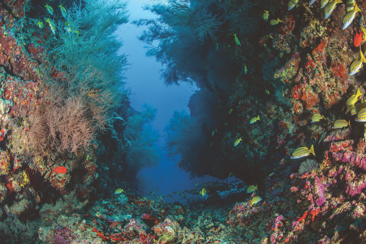 Diving Dhigali's reefs.