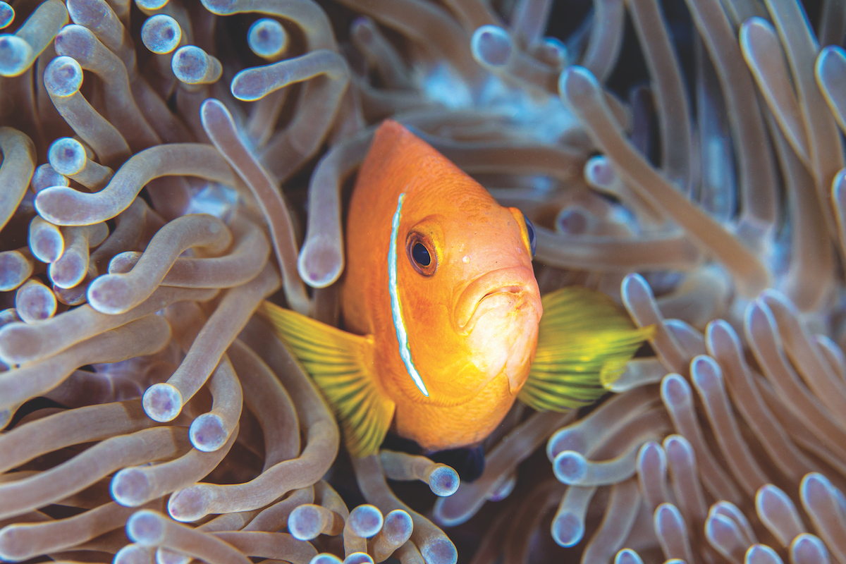 Diving in the Maldives - The dream destination of Dhigali 5 Scuba diving in the Maldives.