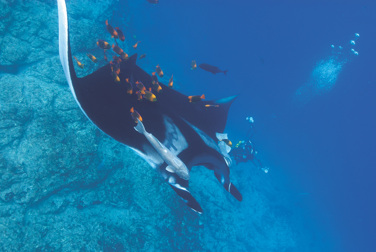 Socorro diving with manta rays.