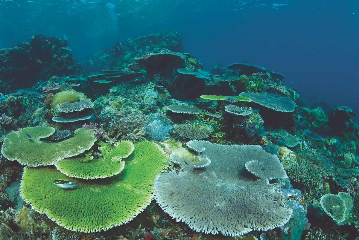 Komodo coral reef
