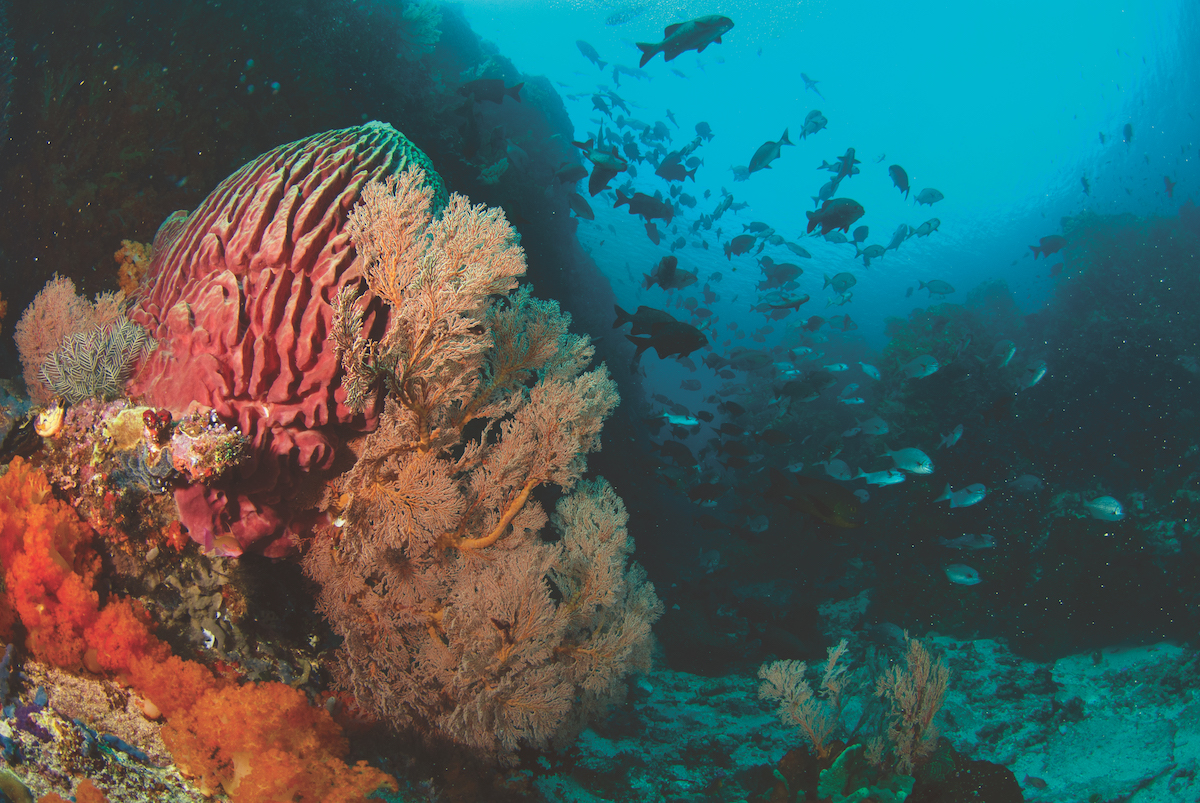 Coral diving Komodo