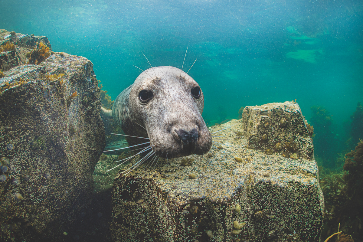 Diving with seals in the UK