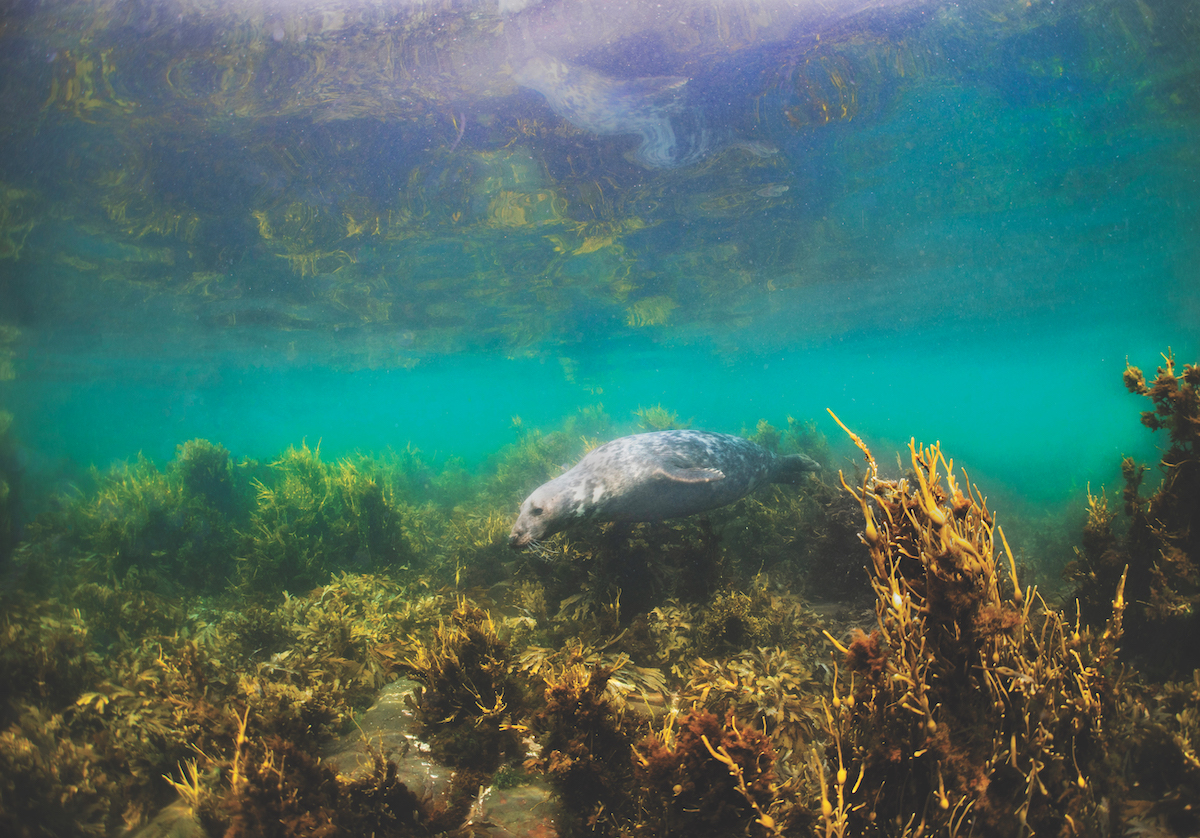 Photographing seals