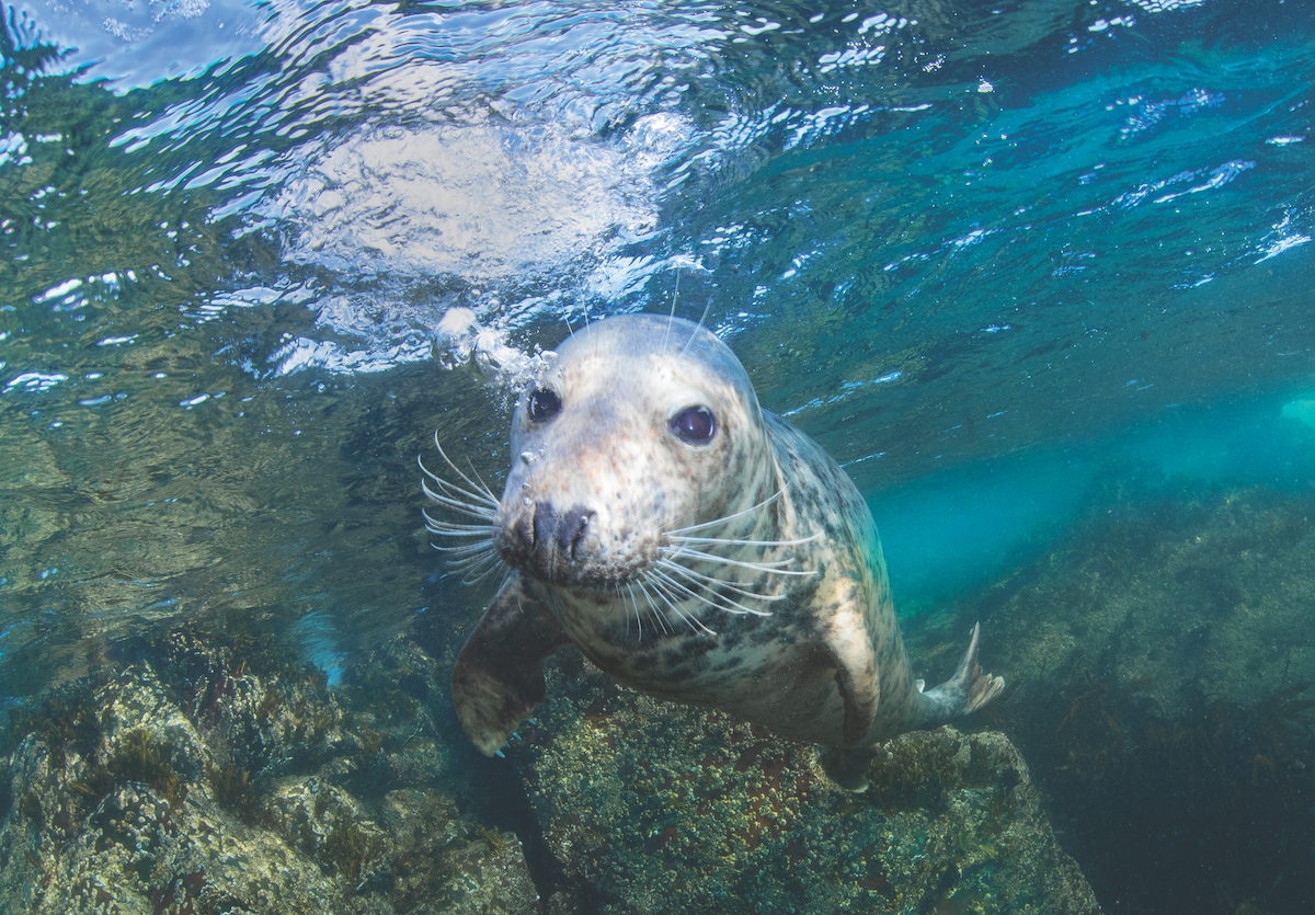 Diving with seals UK