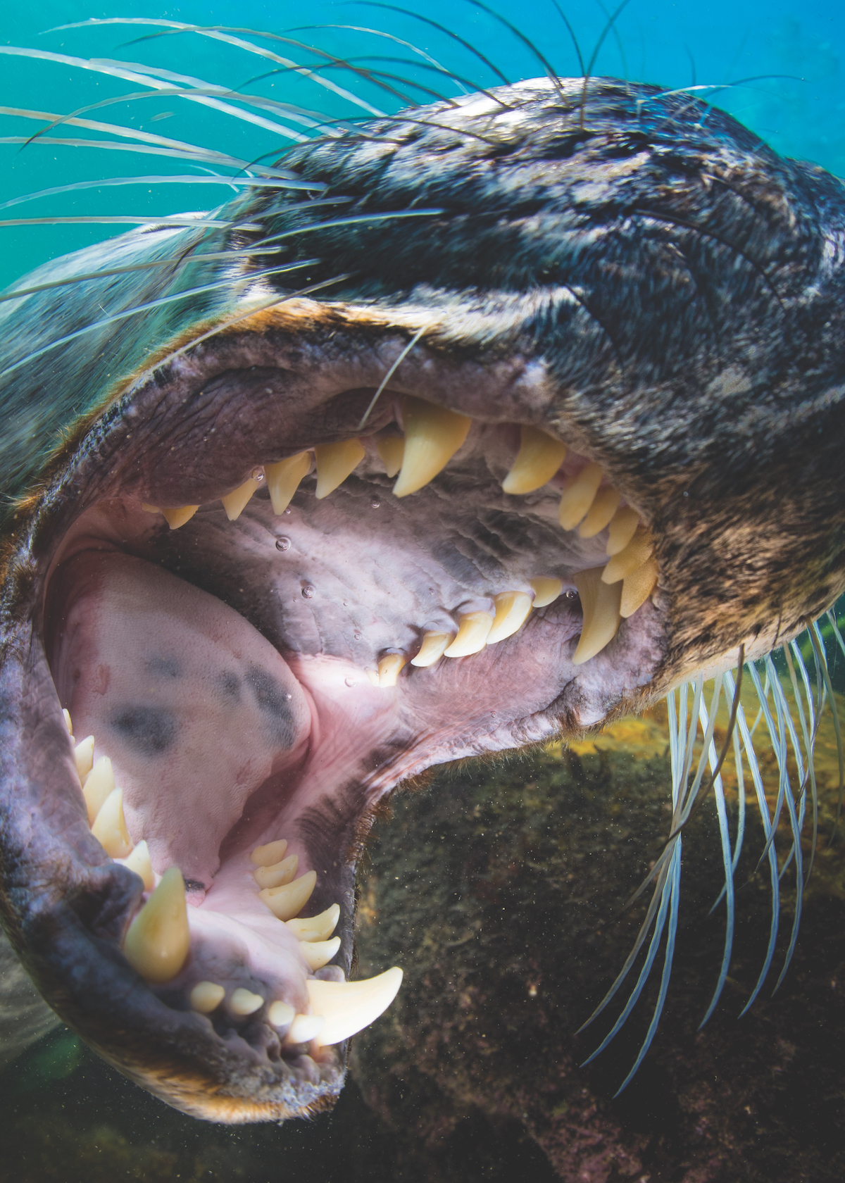 Photographing seals - getting up close and personal.