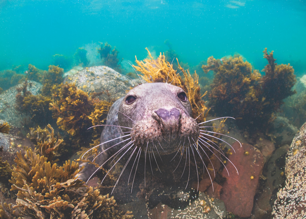 Diving with seals