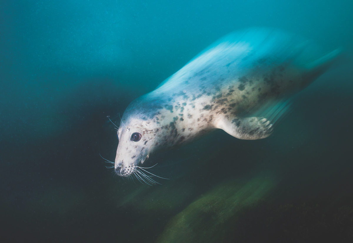 Diving with seals - capturing the sense of speed.