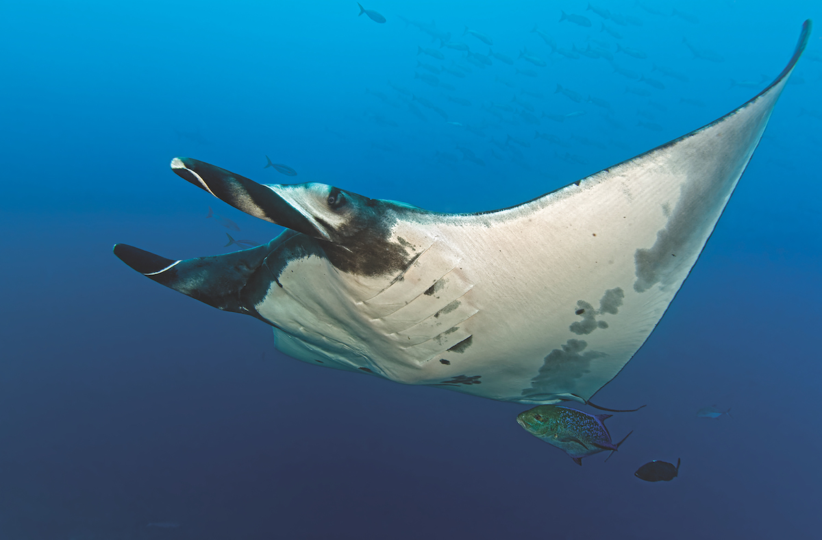 Diving Socorro - giant oceanic manta ray.