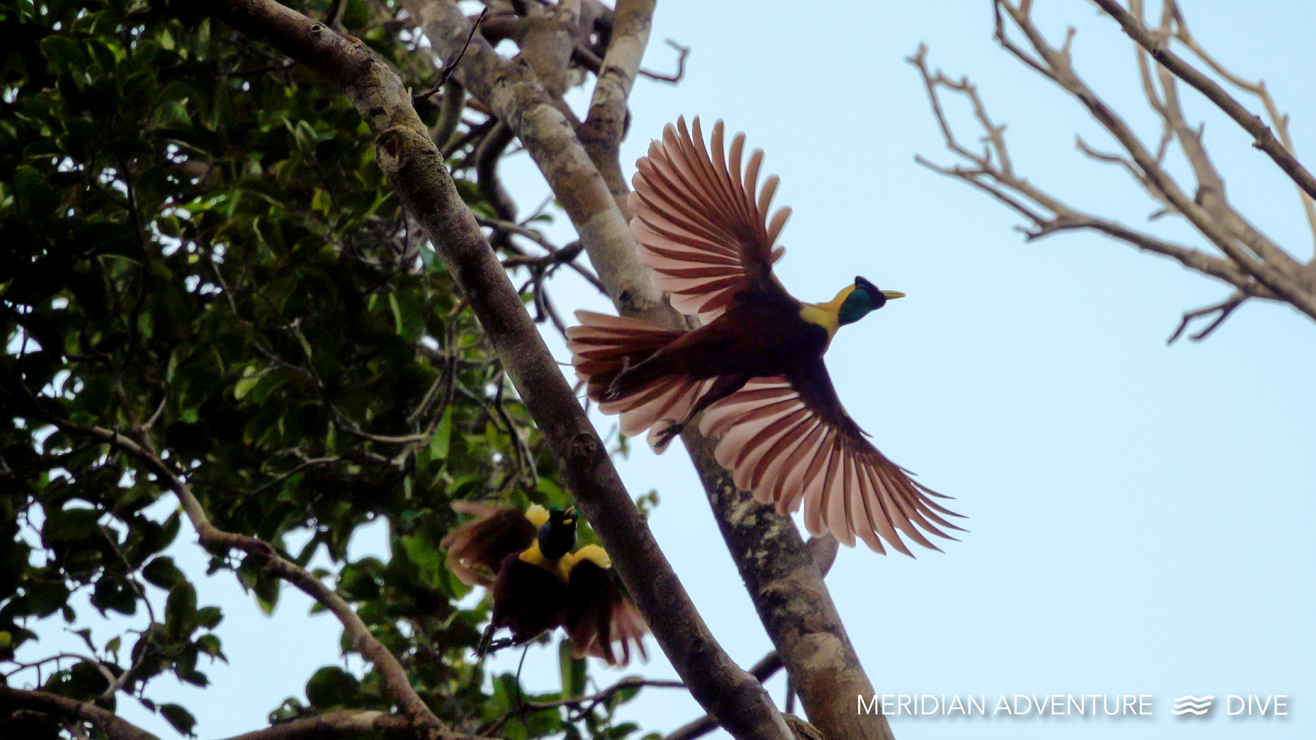 The Birds of Paradise of Raja Ampat