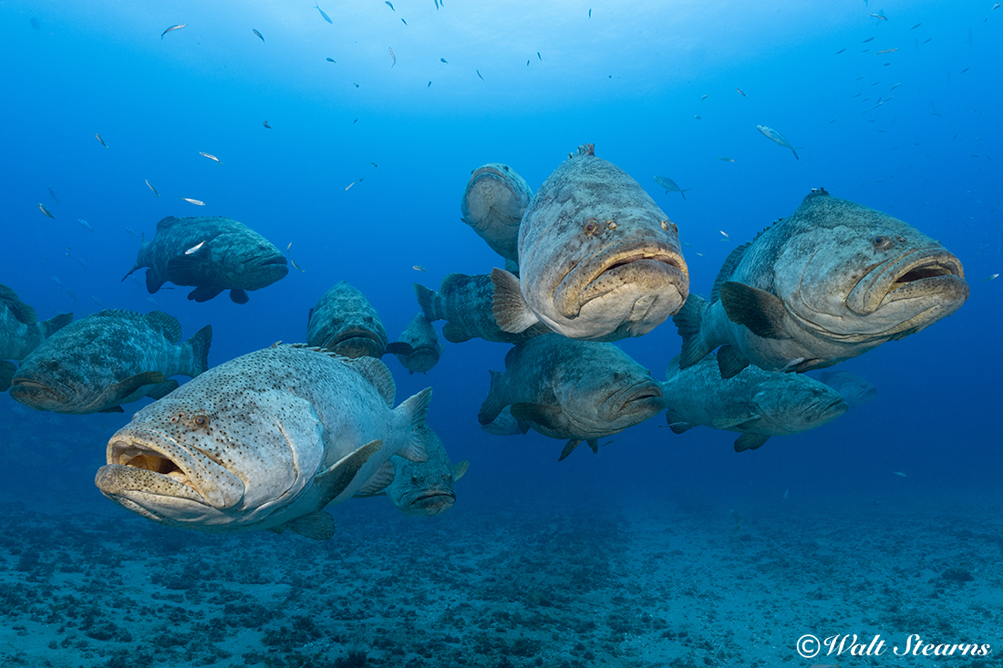 Goliath grouper