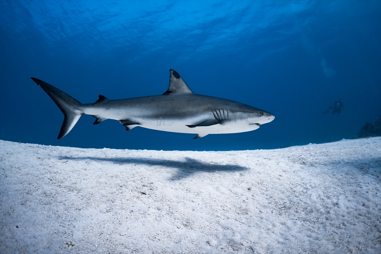 Caribbean Reef Shark