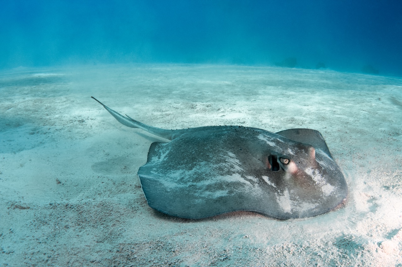 Caribbean Southern Stingray