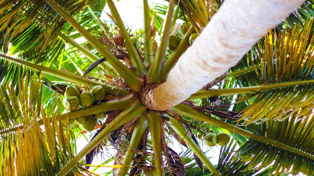 Giant Coconut Crabs