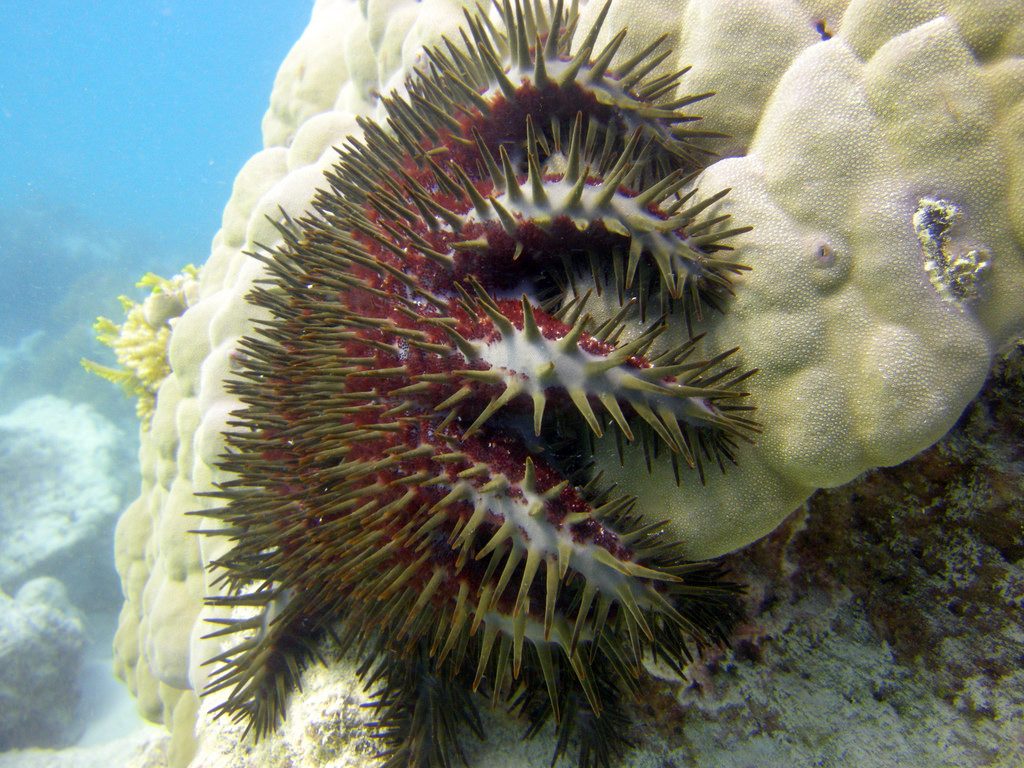 What is Eating The Coral